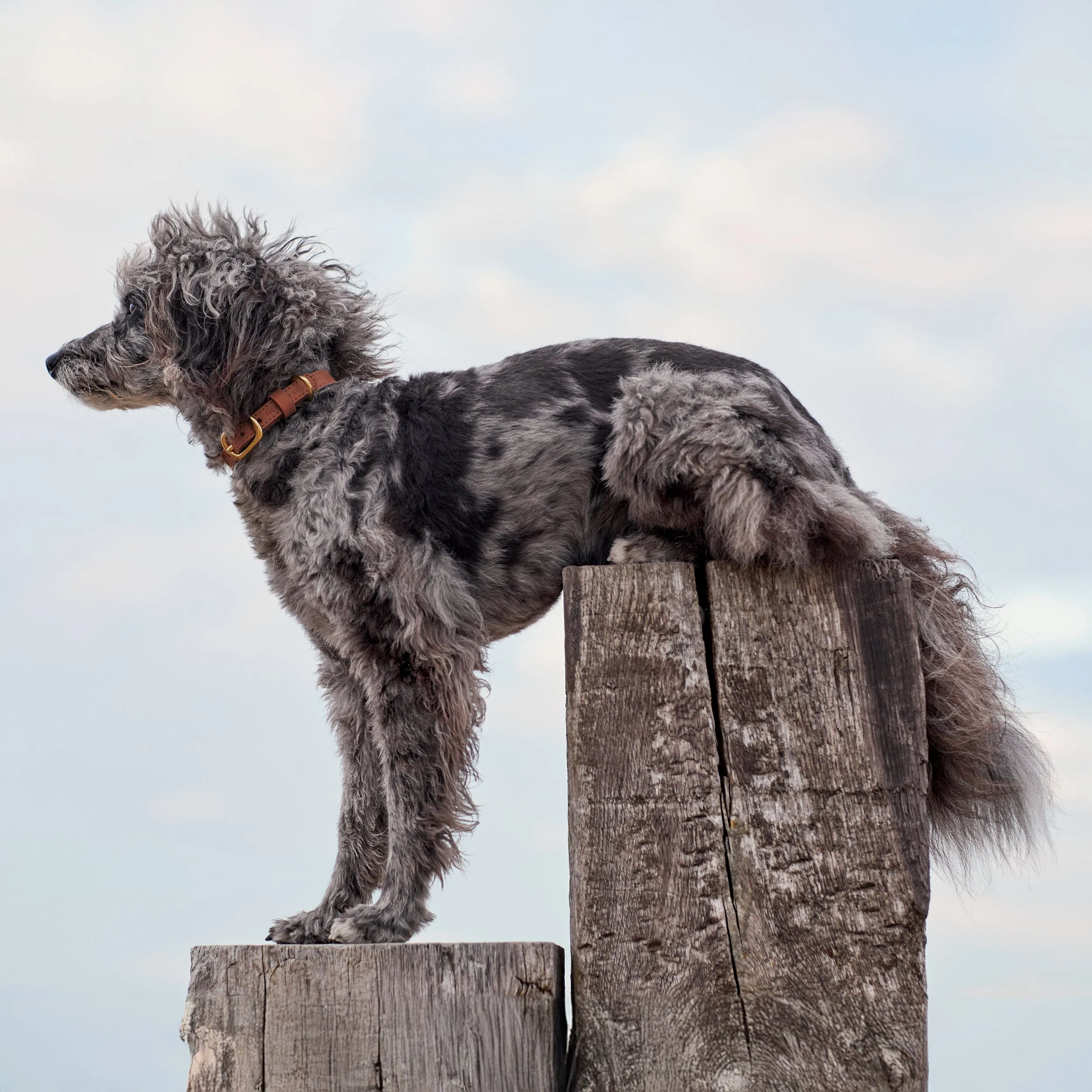 Autumn Maple Brown Leather Dog Collar – Premium Quality