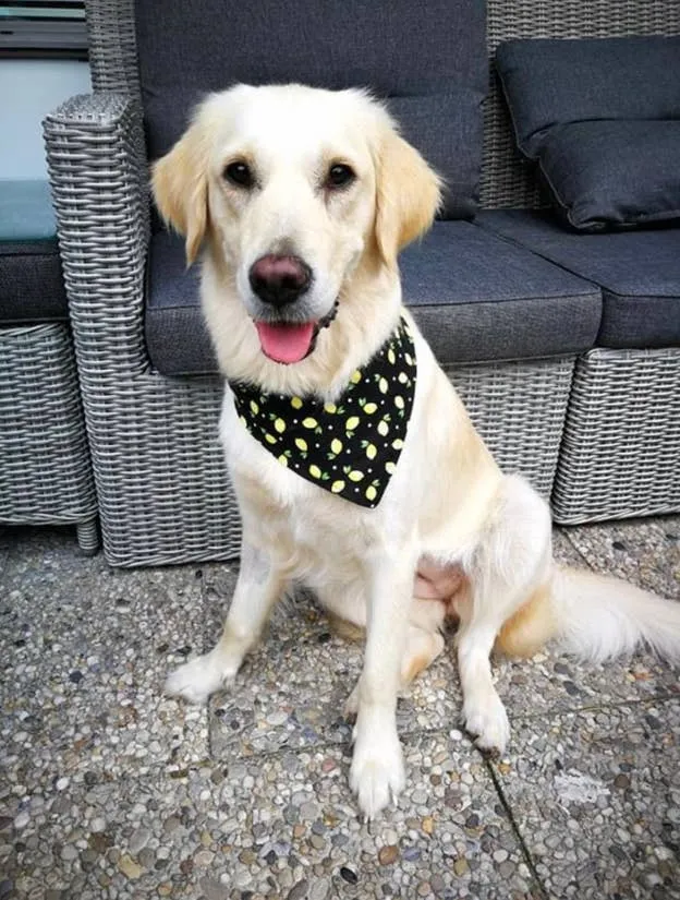 Goodest Boye - Eco-Friendly Snap On Bandana - Made in the USA