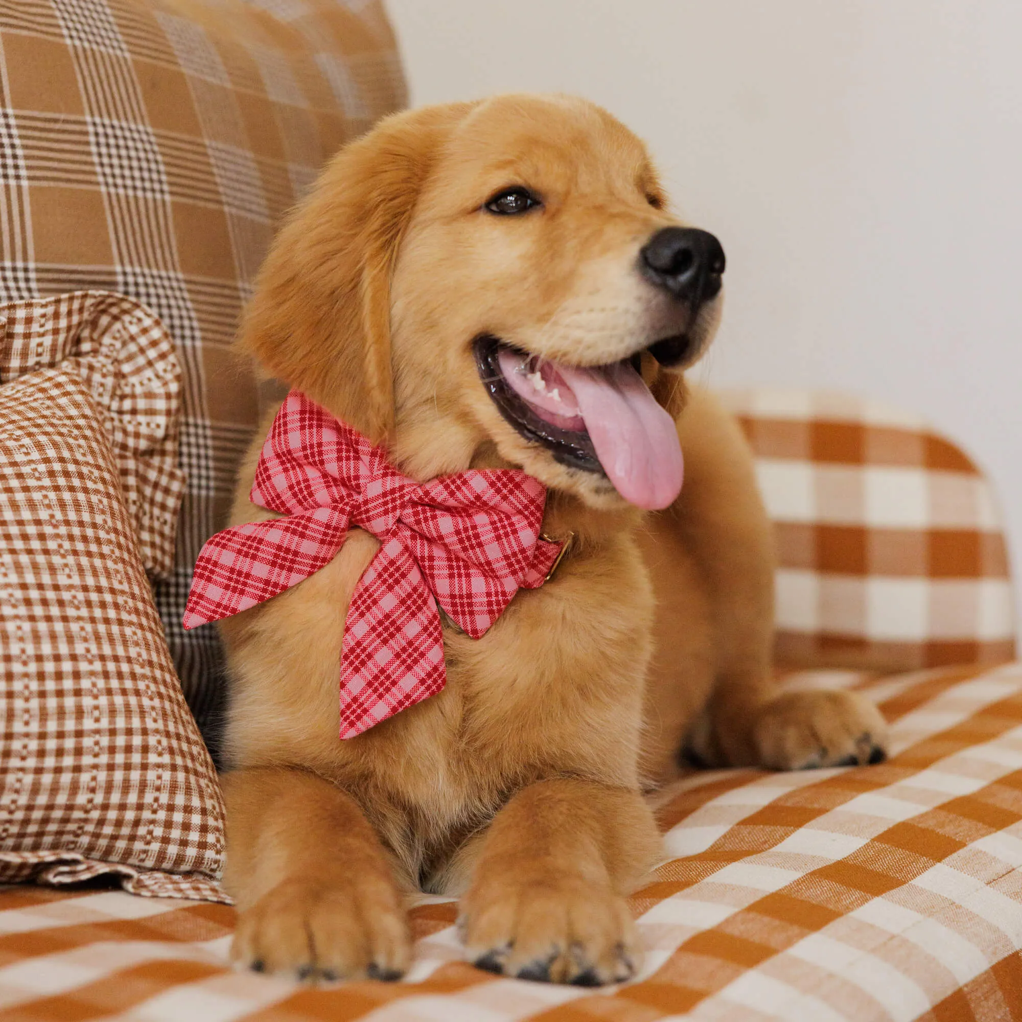 Heather Taylor Home x TFD Katherine Plaid Valentine Lady Bow Collar